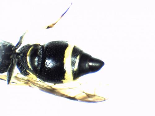 Réf. 271 066 : Stenodynerus chevrieranus